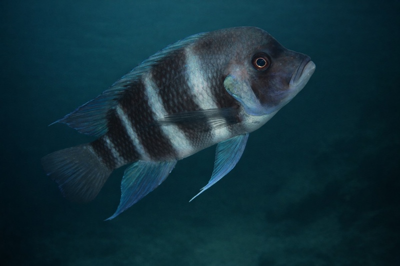 Cyphotilapia gibberosa 'Kipili'